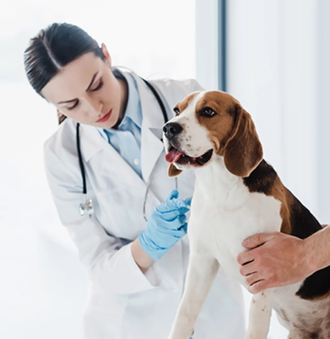 Çakmaklı Veteriner